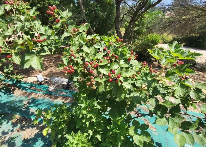 Bas De Aux Portes D'ajaccio * Alata